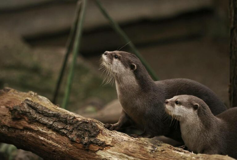 La loutre